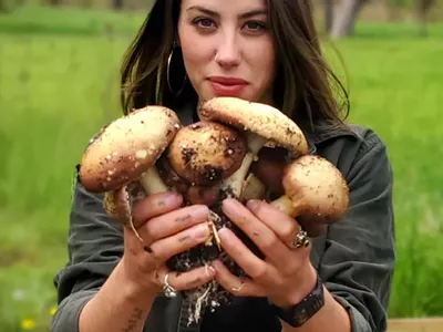 Image: Fungi farms and pizza-making robots: The top 10 Metro Times headlines (2)